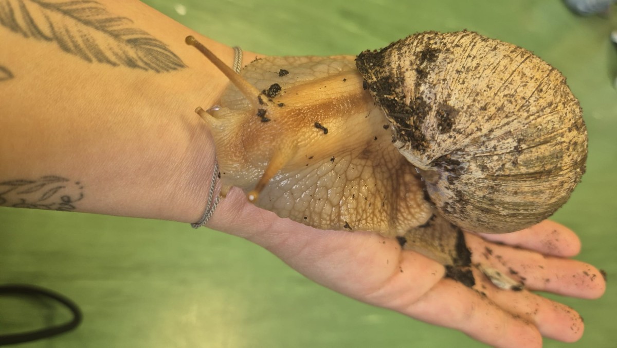 Ein Haustier in der Schule…